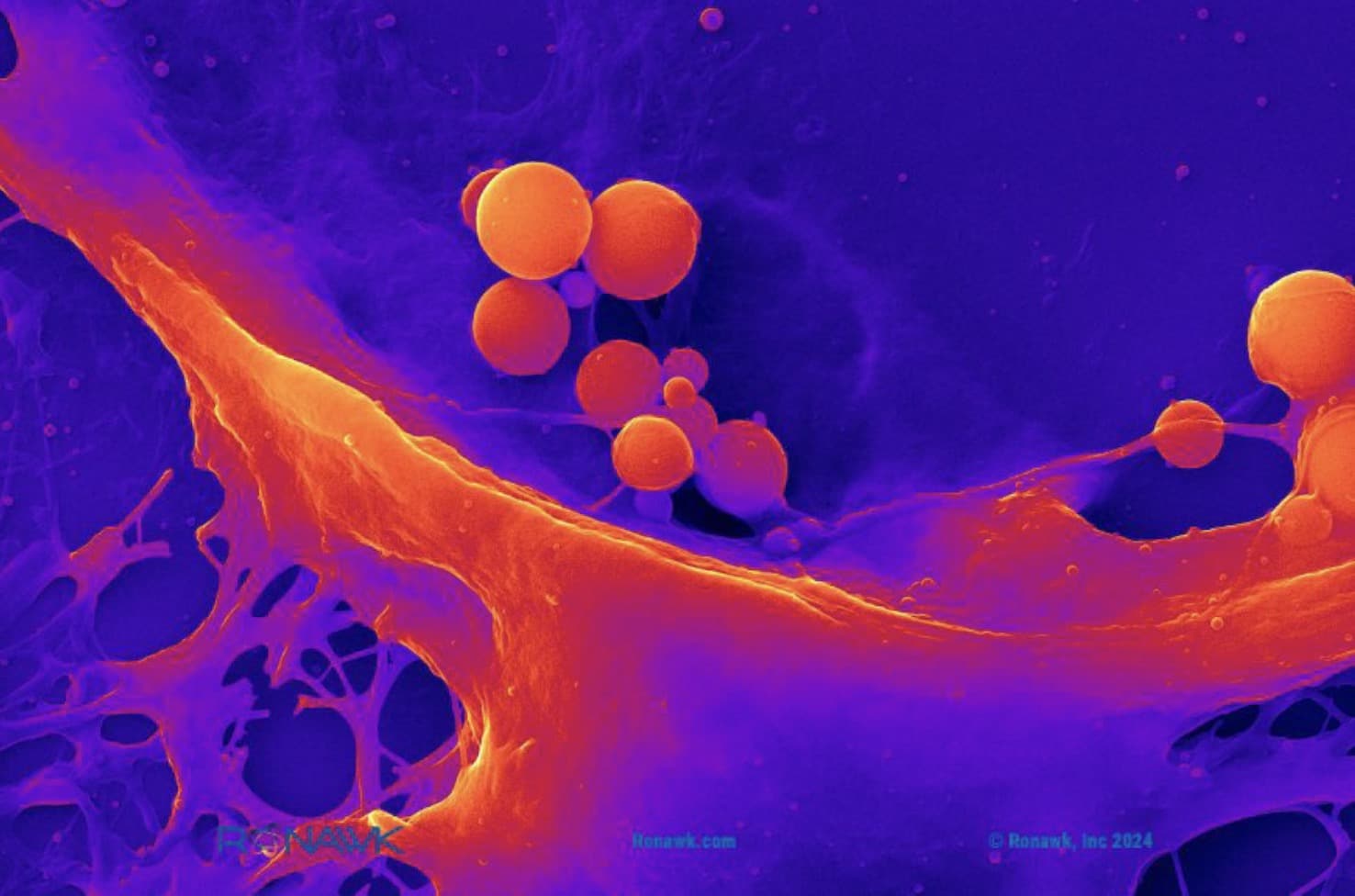 Ronawk collabora con B9Creations su idrogel biostampati in 3D mirati alle terapie di nuova generazione e alla medicina personalizzata tramite Bio-Blocks
