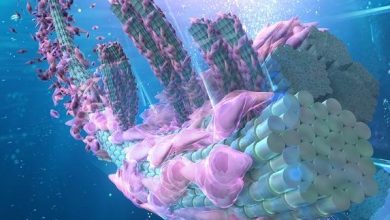 Yokohama National University researchers 3D print multi-directionally oriented collagen tissue - shedding light on potential applications.