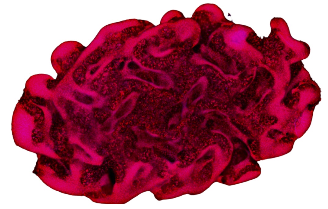 Cellbricks raggiunge una tappa fondamentale con i biomateriali Rousselot