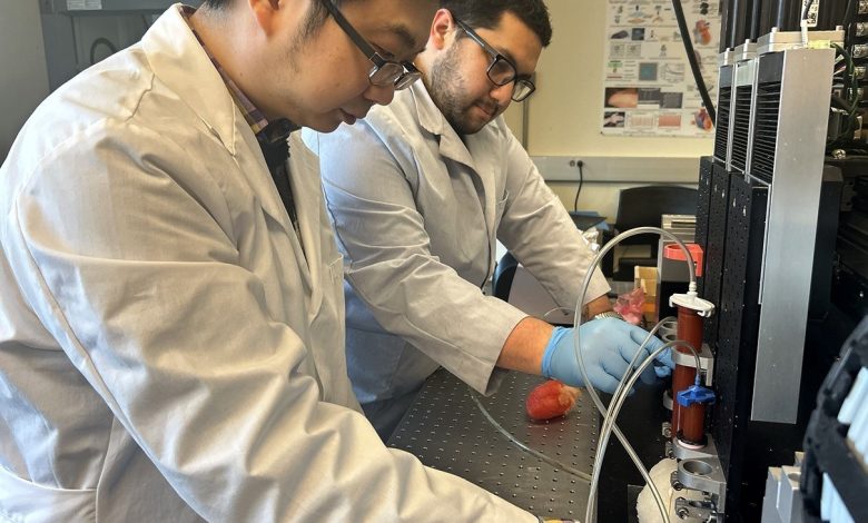 WSU researchers develop beating, 3D printed heart model for surgical training