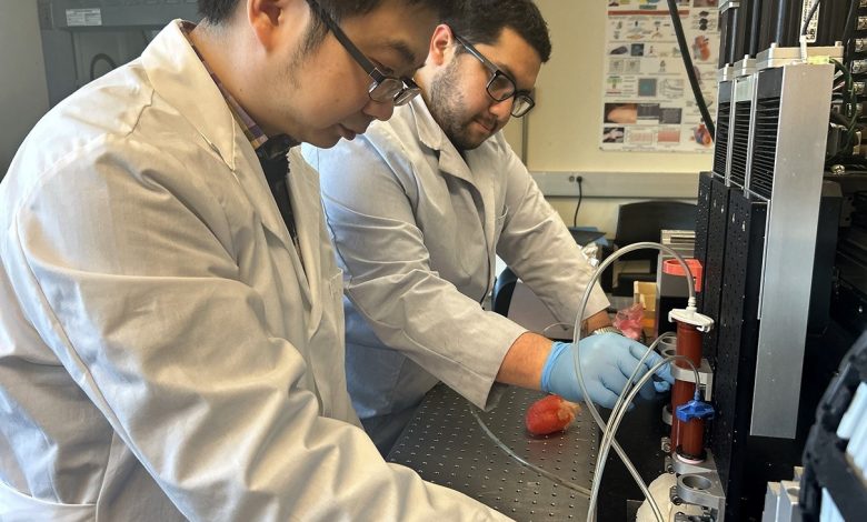 WSU researchers develop beating, 3D printed heart model for surgical training