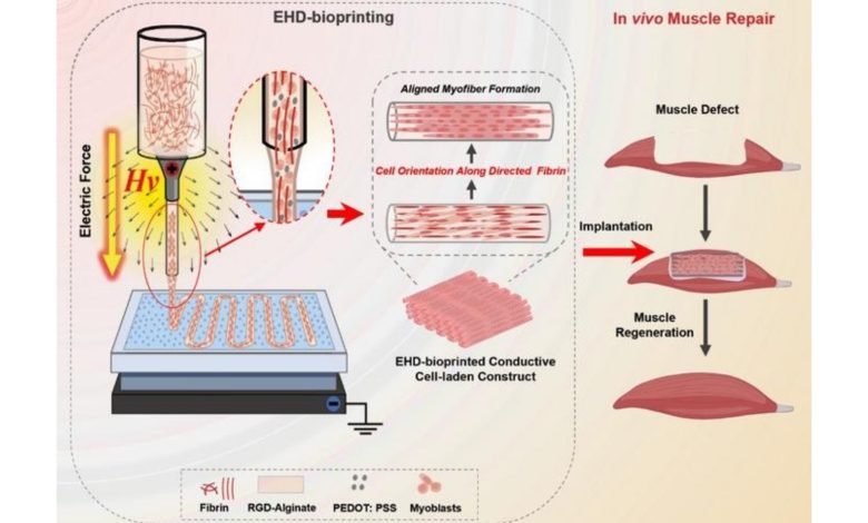 A research team from Xi'an Jiaotong University has developed a method for bioprinting skeletal muscle tissue whose cells align in directions that mirror the architecture of real human muscle.