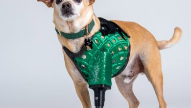 3DPets and Creality bring customized prosthetics to pets