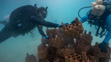 Maldives resort installs 3D printed clay reef structures
