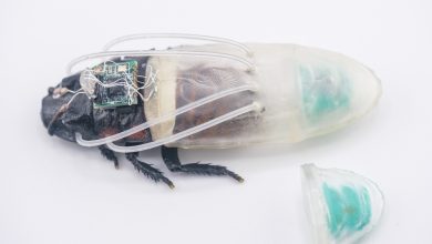 Cyborg cockroaches fitted with 3D printed underwater suits